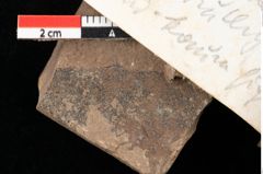 Foto (Detailansicht) von Myrica lignitum Unger (NHMW-GEO-2024-0188-0507)